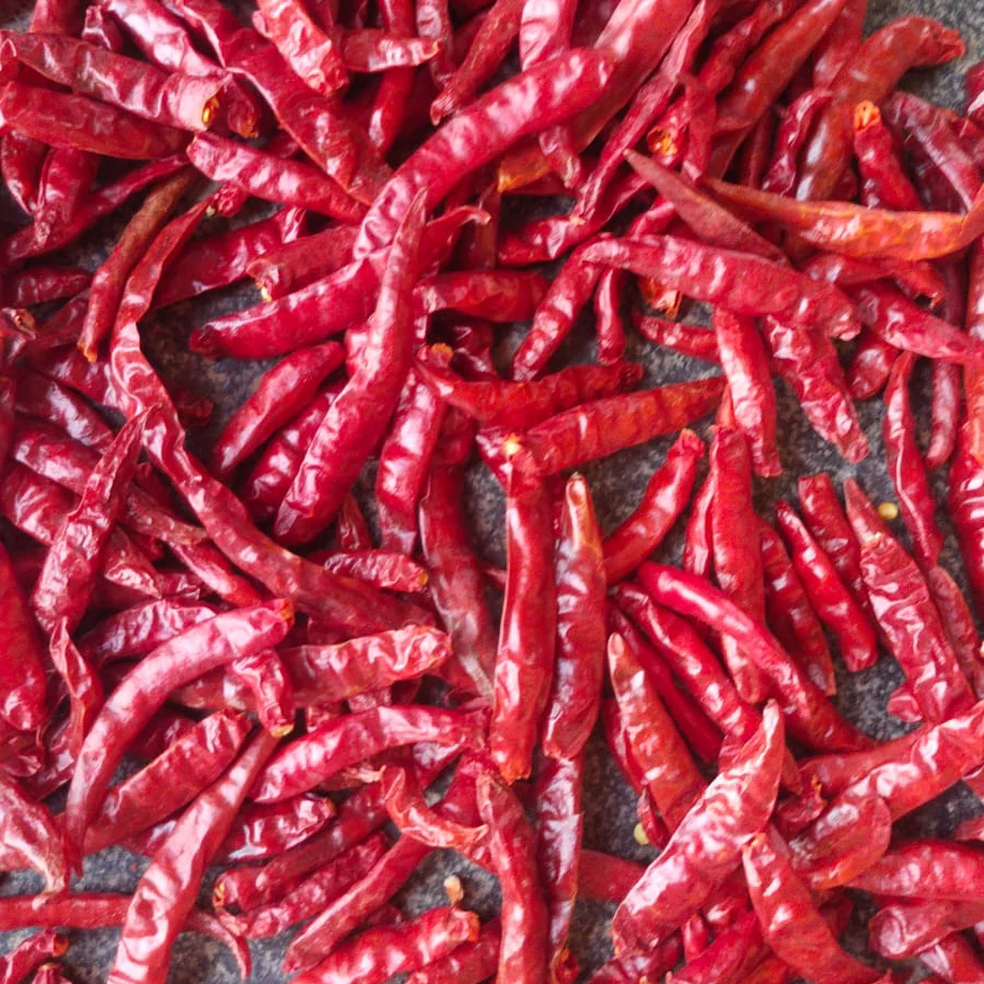 Illustrative chilli photography; request current-lot images for evaluation.